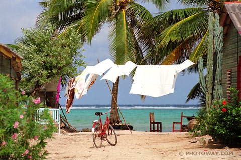 image Palm trees Photos of Palm trees in Cuba Palm tree Caribbean Sea