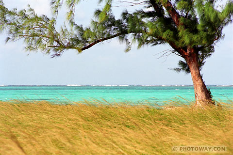 image Cuba coral barrier reef photos of coral reef in Atlantic Ocean Cuba