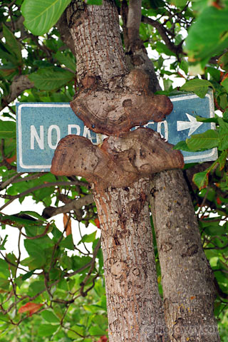 image of vegetation photos of the tropical vegetation of Cuba photo vegetation