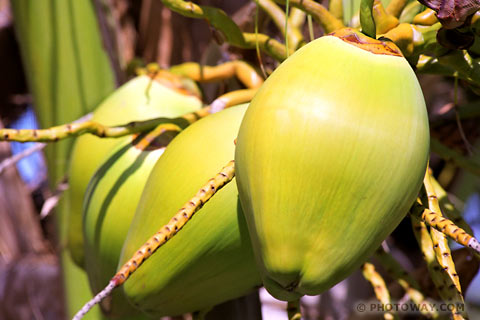 image of Coconuts Photos of coconuts photo of coconut images of unripe coconut