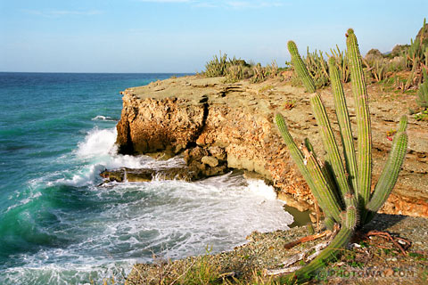 image Cactus photos of Cactus photo of West Indies photos Caribbean Sea