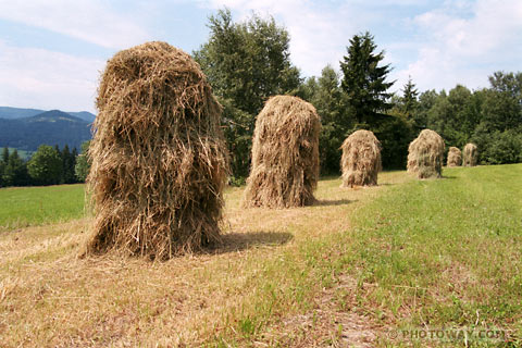 Images of Hay photos of hay in Polish fields pictures Poland hay photo