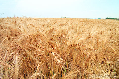 Image of ear wheat photos of ear wheat photo of harvest in Poland