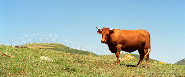 image Cow photos of cow photo of Tarifa in Spain Andalusia pictures