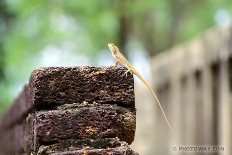 Image lizard Photo of lizard images of lizard pictures from Thailand