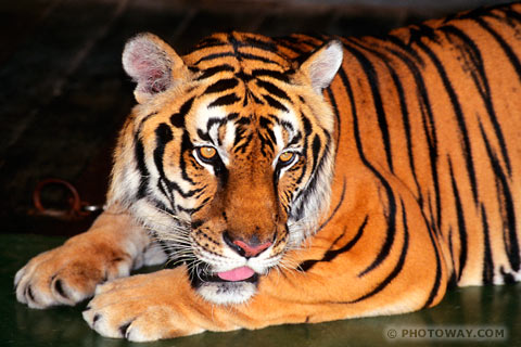 Image Tiger Photos of Bengal tigers photo of a tiger images in Thailand