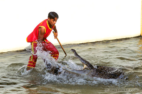 Image of things to see in Thailand things to do in Thailand : Crocodile Show