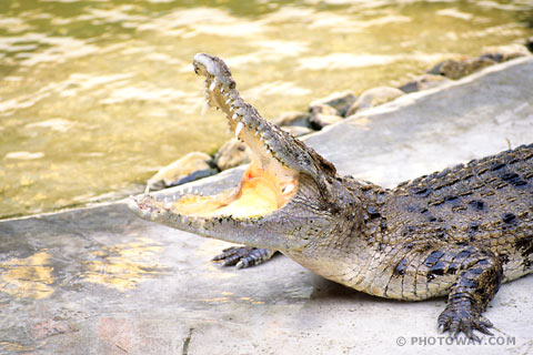 Images Crocodiles photos of crocodiles photo of Crocodile Farm Thailand