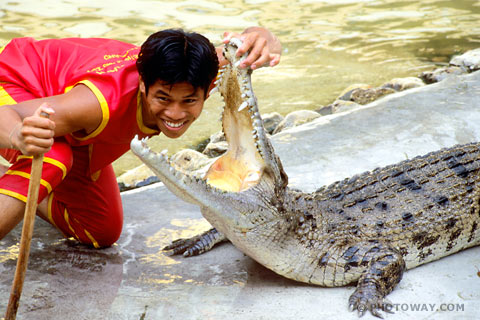Photo tricks on photos... no photo tricks images in Crocodile show