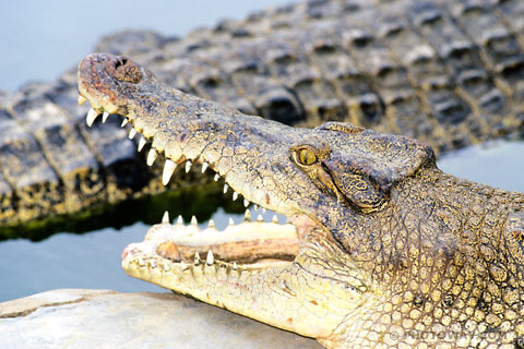 Images Photos of crocodile photo visit of Crocodile Farm in Thailand