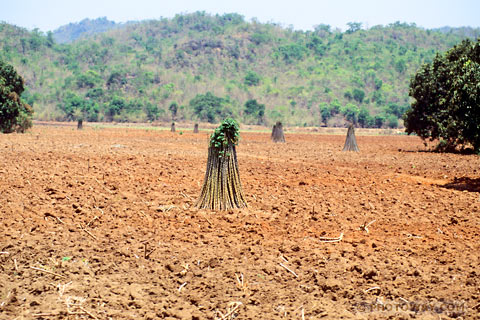 Image of the dry season in Asia photos from dry season countryside Thailand