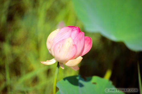 image of lotus flower photos of lotus flowers photo of a lotus in Asia