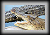 Crocodiles photos