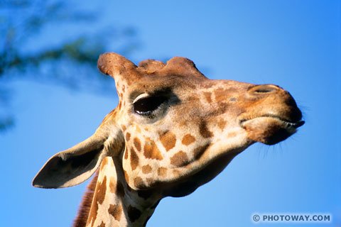 Image Giraffe photo of a giraffe photo of giraffes pictures Animals Dubai