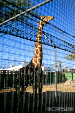 Image Zoo photos of the Dubai zoo photo visit of Dubai zoo in the Emirates