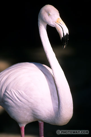 Image Pink flamingos photos of pink flamingos photo pink flamingo Dubai