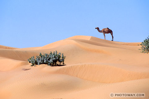 Image of a dromedary photos of a dromedary photo of one bump camel pictures