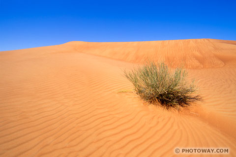 Image Desert survival guide how to survive in a desert of Middle East