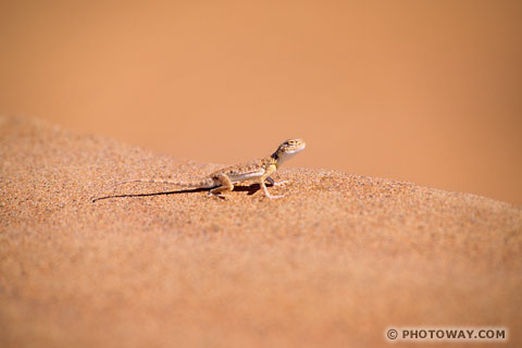 Image Lizards photos of a lizard in the desert of United Arab Emirates