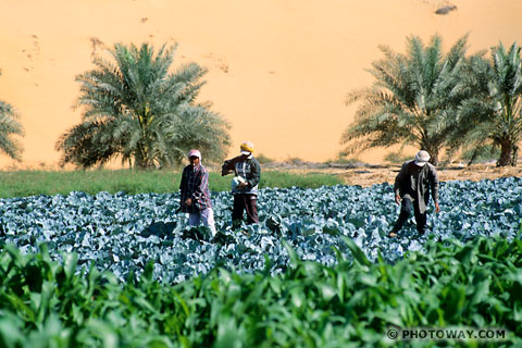 Image Cabbages photos of cabbages photo in Liwa Oasis in UAE desert !