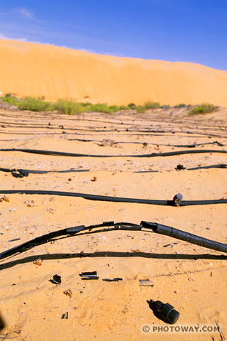 Image of Intensive culture in the desert irrigation technique in the UAE