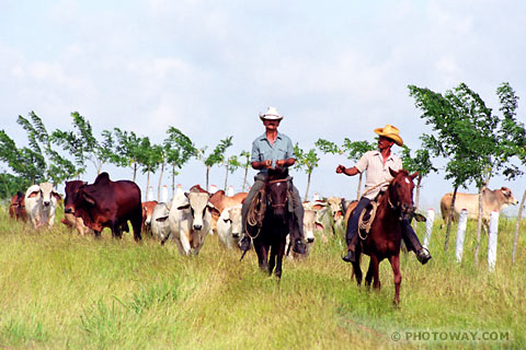 image of Cuban cowboys photos of cowboys in Cuba photo of cowboy images