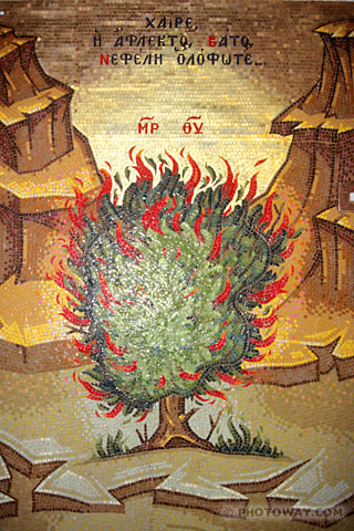 Image Burning bush photos of the Burning bush photo images of Burning bush 